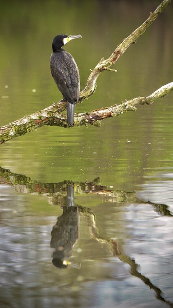 Kormoran