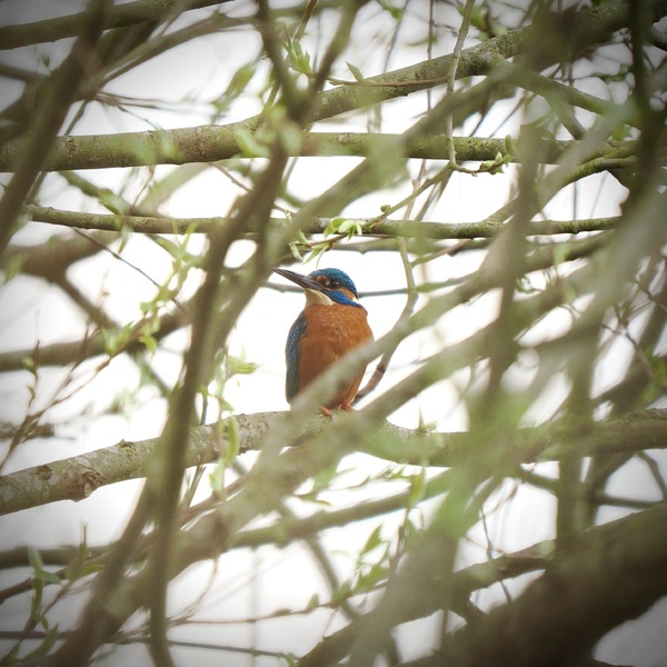 Eisvogel im Dickicht