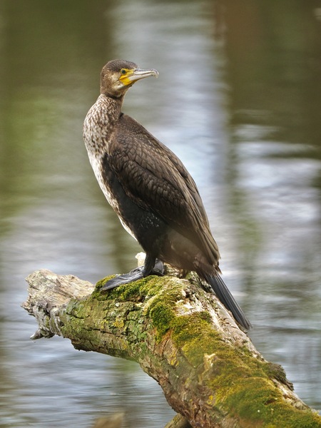Kormoran