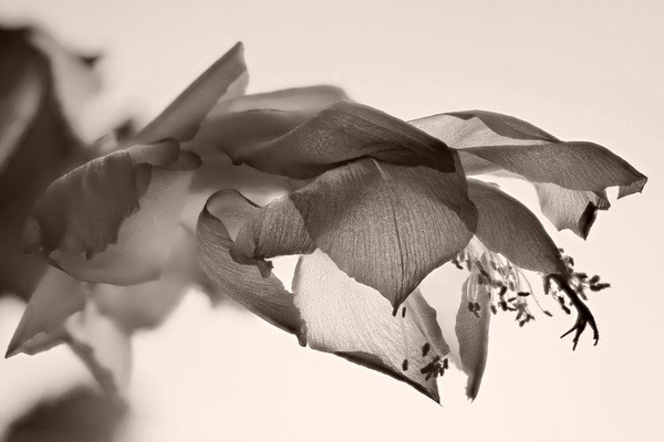 Kaktusblüte