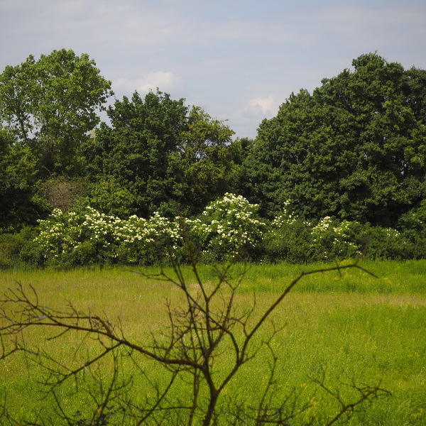 Landschaft mit Holunderblüten.JPG