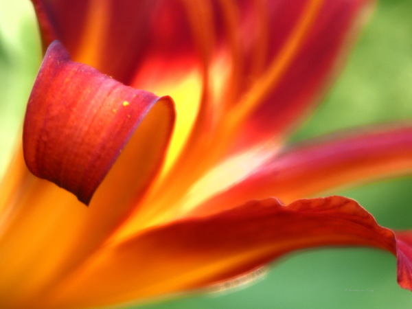 "Lilienfeuer"