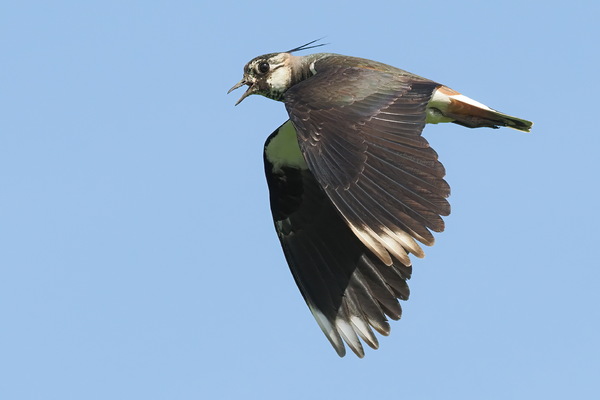 Kiebitz im Flug