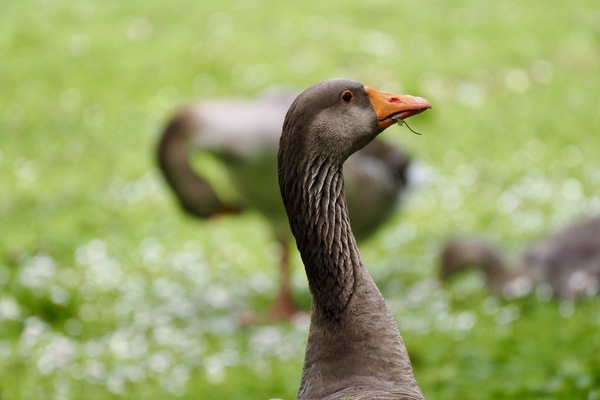 Wachsame Gans