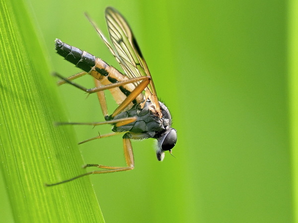 Schnepfenfliege