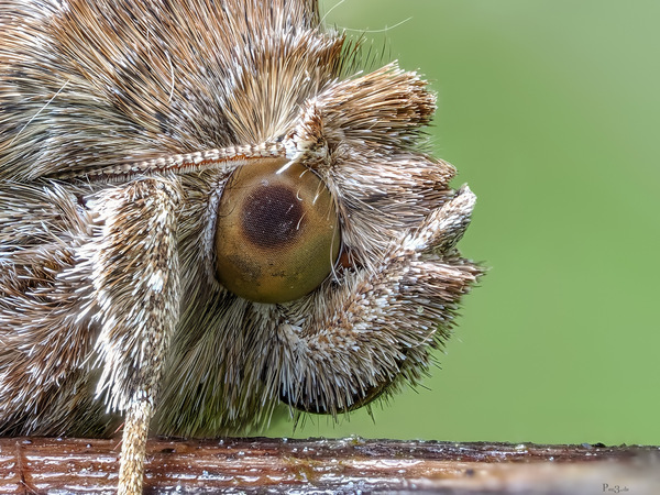 Autographa ......