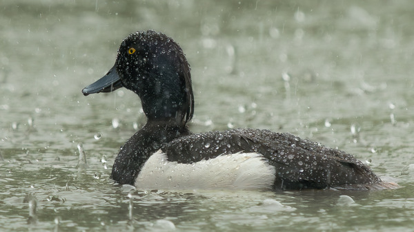 Ausflug im Regen ...