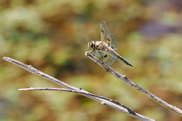 Vierfleck Libelle