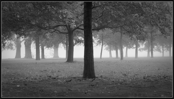 Misty morning