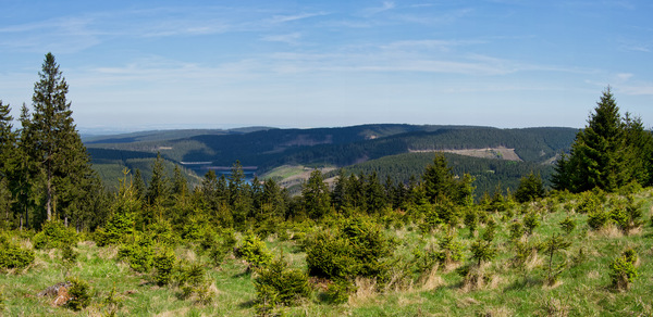 auf dem Großen Buchenberg