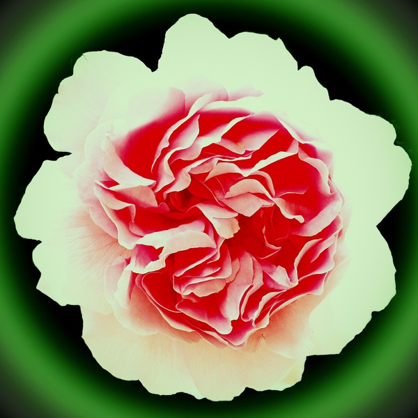 WT-KW18/19: Kurvenreiche Rose ...