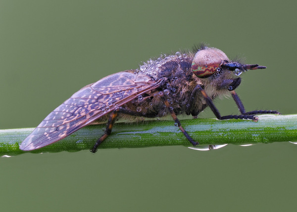 Regenbremse