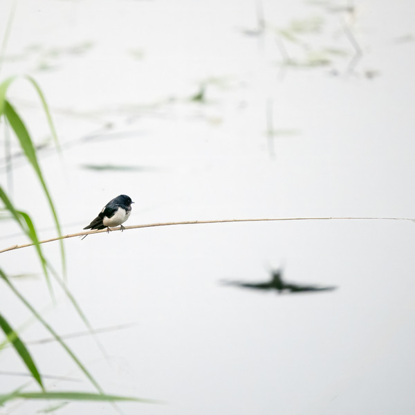 Barn Swallow (Hirundo rustica) Z6060811 Kopie.jpg