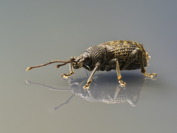 Tabletop Weevil