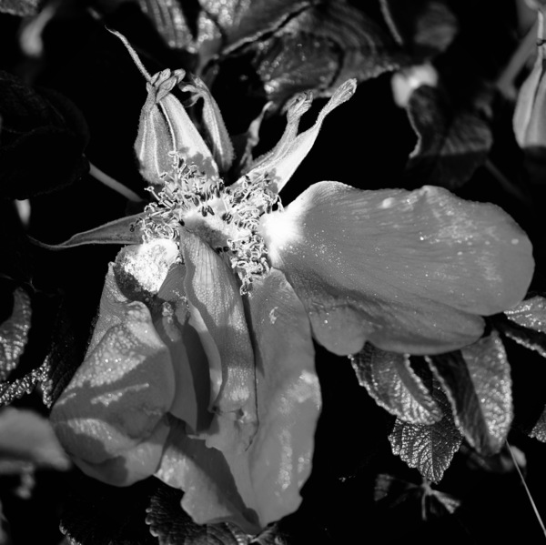 Ästhetik des Verfalls - Apfelrose