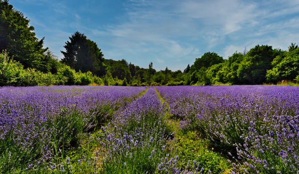 Lavendel.jpg