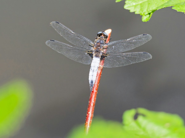 Plattbauchlibelle
