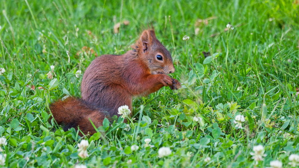 Das Hörnchen mit den Körnchen :-)