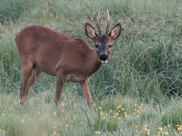 Ich hab Bock
