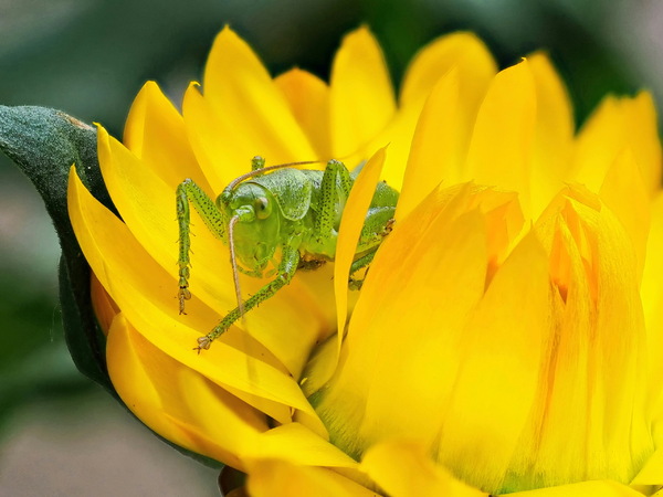 ich verstecke mich...