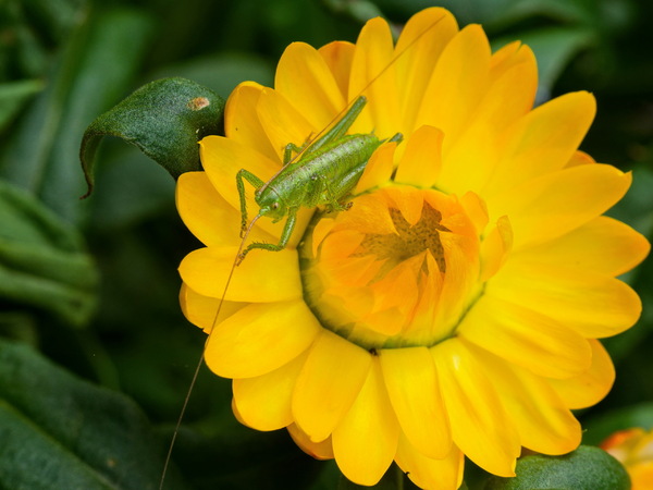 Kornblume mit kleinem Besucher