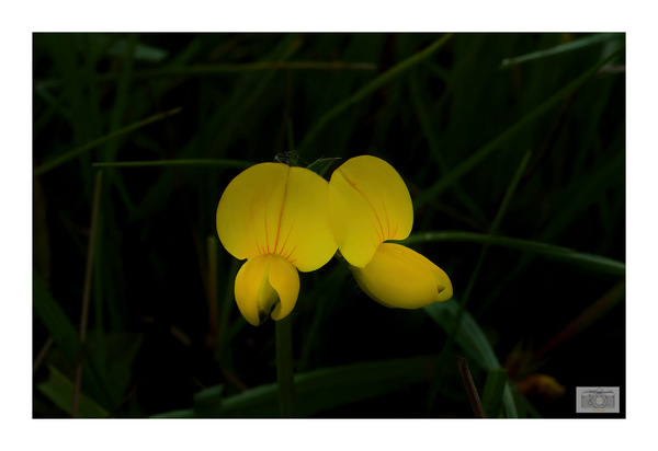P6080030_Lotus corniculatus_DxO.jpg
