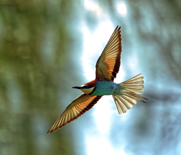 Im Flug erwischt