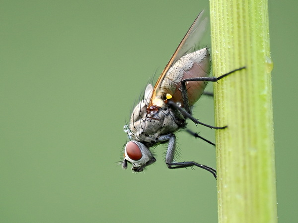 Fliege