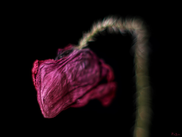 Mohn .....