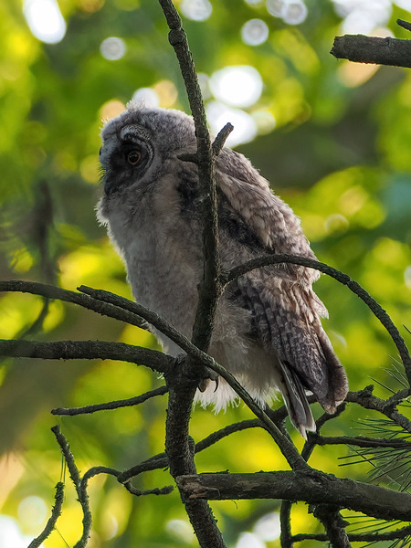 Wildlife in Nachbars Garten, Waldorheule