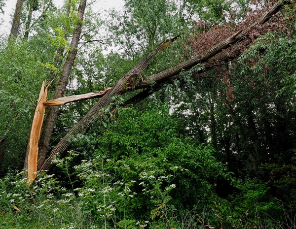 WT 26/27 Wenn der Baum zum Brennholz wird ...