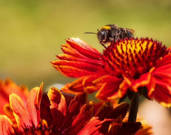 Hummel auf einer Kokardenblume