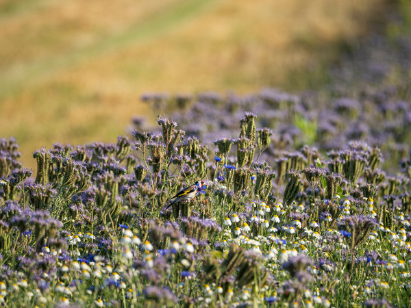 Sommerwiese!.jpg