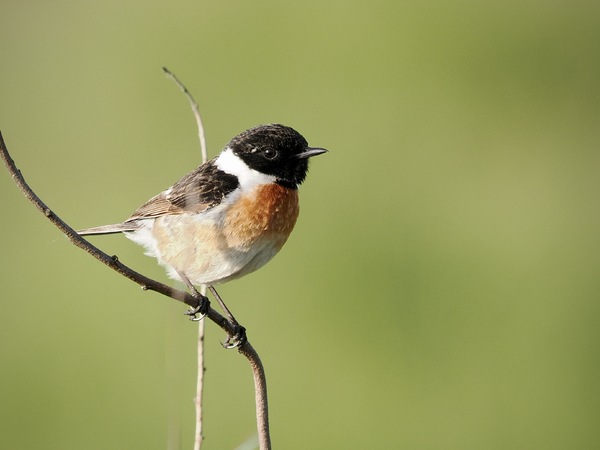 Wiesenschmätzer
