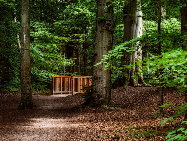 Brücke im Wald