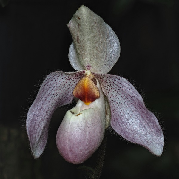 Paphiopedilum ...
