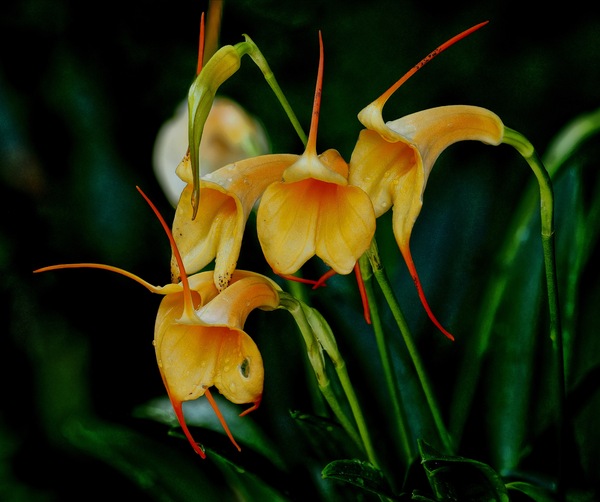 Masdevallia Hybride ...
