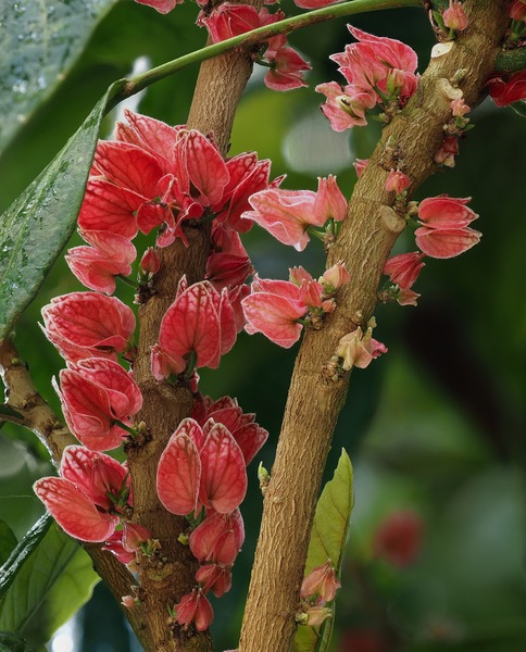 Goethea cauliflora ...
