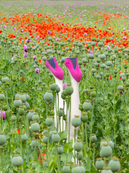 Zuviel Mohn - Opiumträume