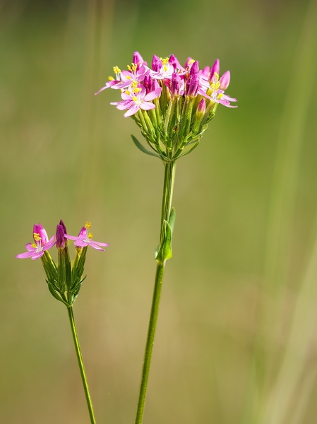 Tausendgüldenkraut