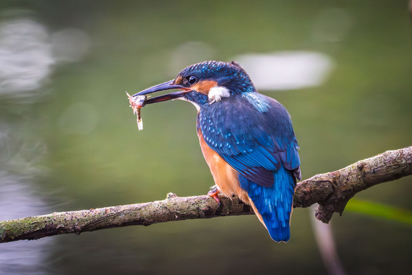 Eisvogel beim Frühstück