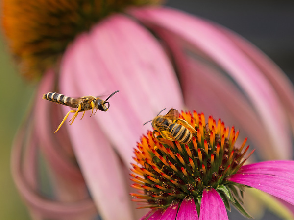 Furchenbiene Männchen und Weibchen ...