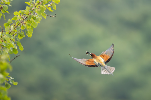 Anflug