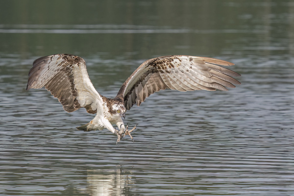 Fischadler Anflug