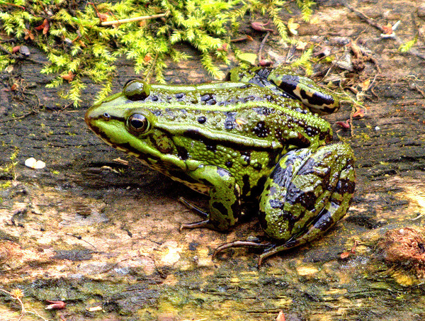 Teichfrosch