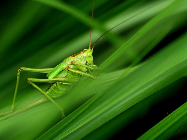 Heupferdchen