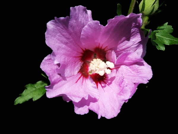 Hibiskus - (1).JPG
