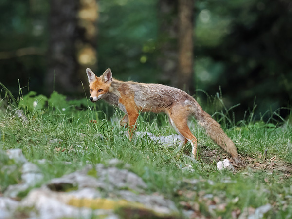 Fuchs in Slowenien