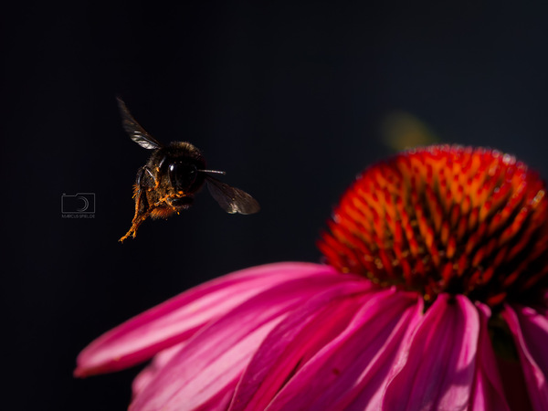 Insekten im Flug