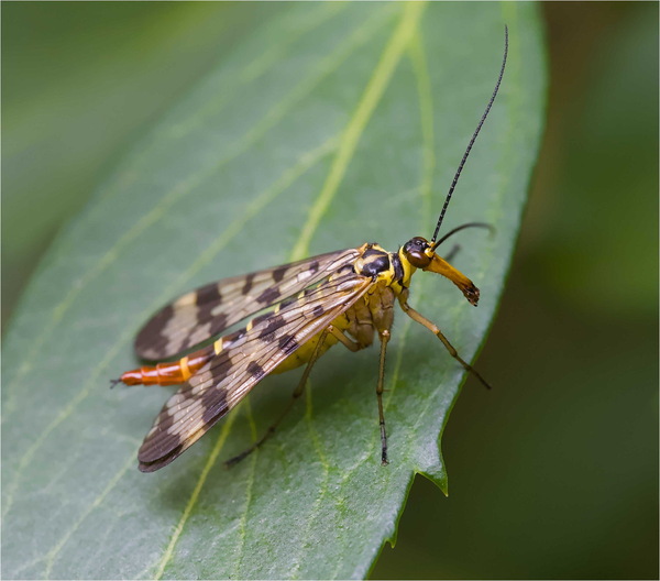 Skorpionsfliege 2